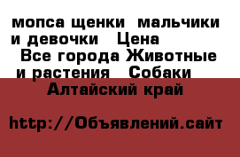 мопса щенки -мальчики и девочки › Цена ­ 25 000 - Все города Животные и растения » Собаки   . Алтайский край